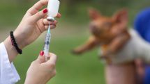 Tierarzneimittelüberwachung
